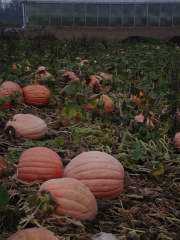 2010 Nipomo Pumpkin Patch